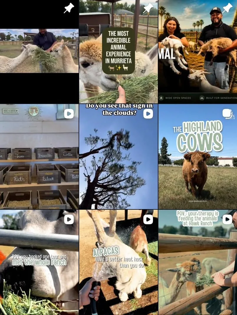 Instagram creative by Gloo for Hawk Ranch farm animal tours (@hawkranchfarmanimaltours)